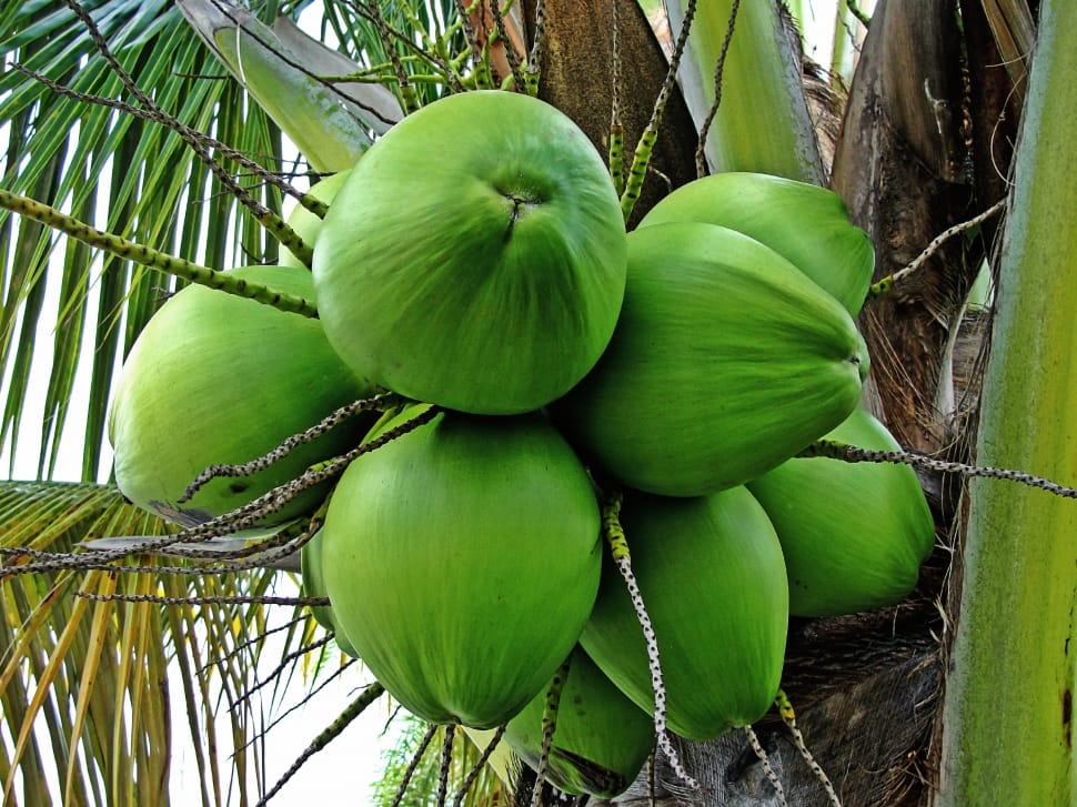 Coconut